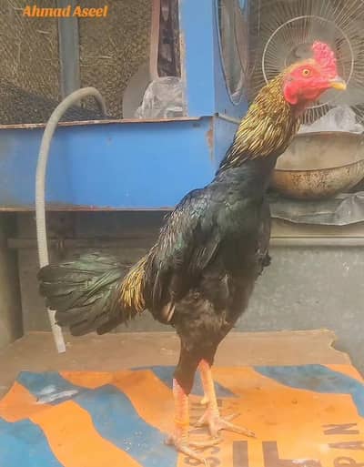 Thai /pokya/burmi/ panus/