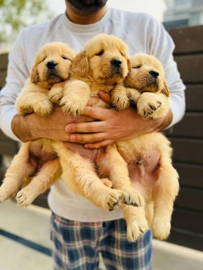 Pedigree Golden retriever puppies are available for sale