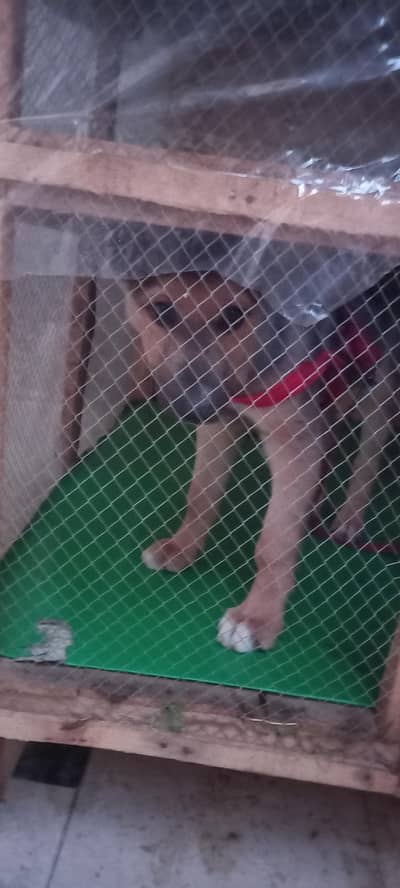 long coat German Shepherd puppy sale urgent