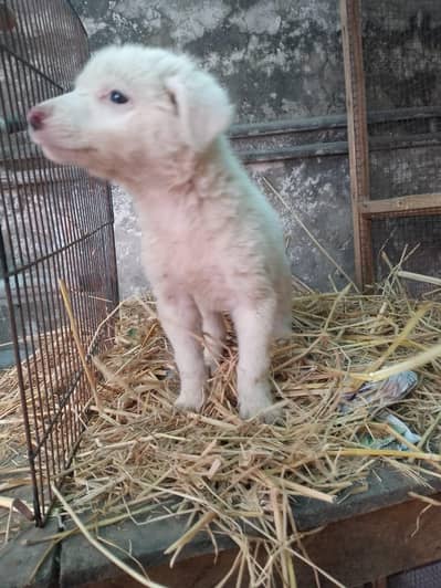 Russian Pink nose Female puppy