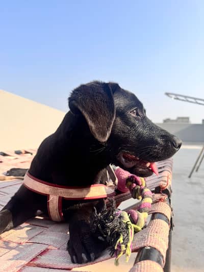 7 months Fully Vaccinated British Labrador