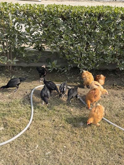 Home grown Golden Misri for Sale