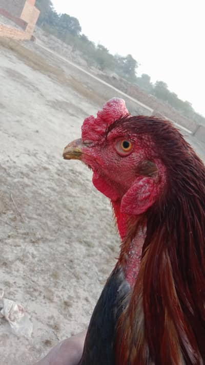 Aseel Murga or morge for sell