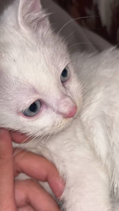 Dominant white gene cat