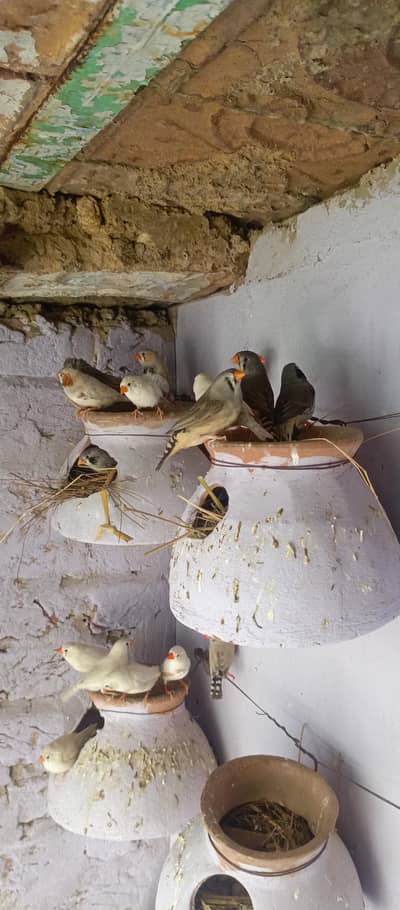 finches breeder pairs