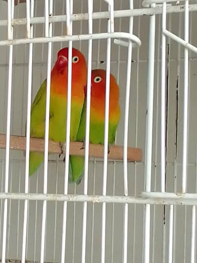 blue parsnata female grey jwa split white an silver healthy an active