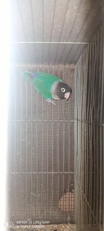 blue parsnata female grey jwa split white an silver healthy an active