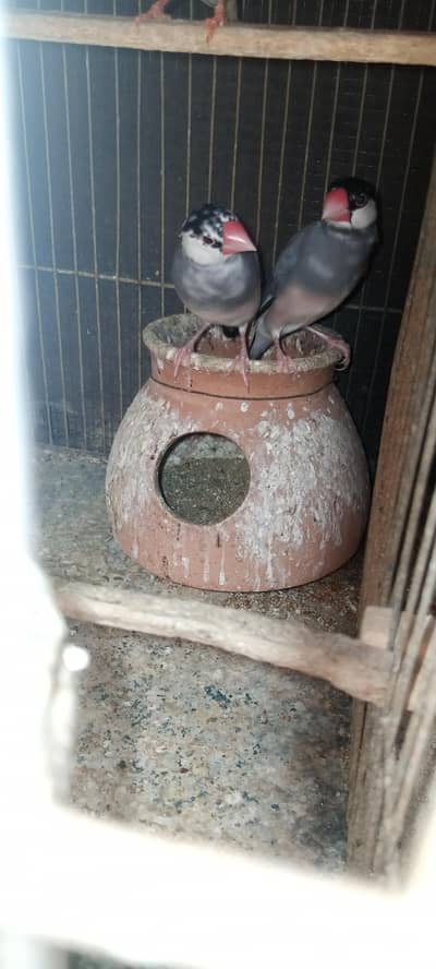 sliver java, grey java split white an silver breeder pair