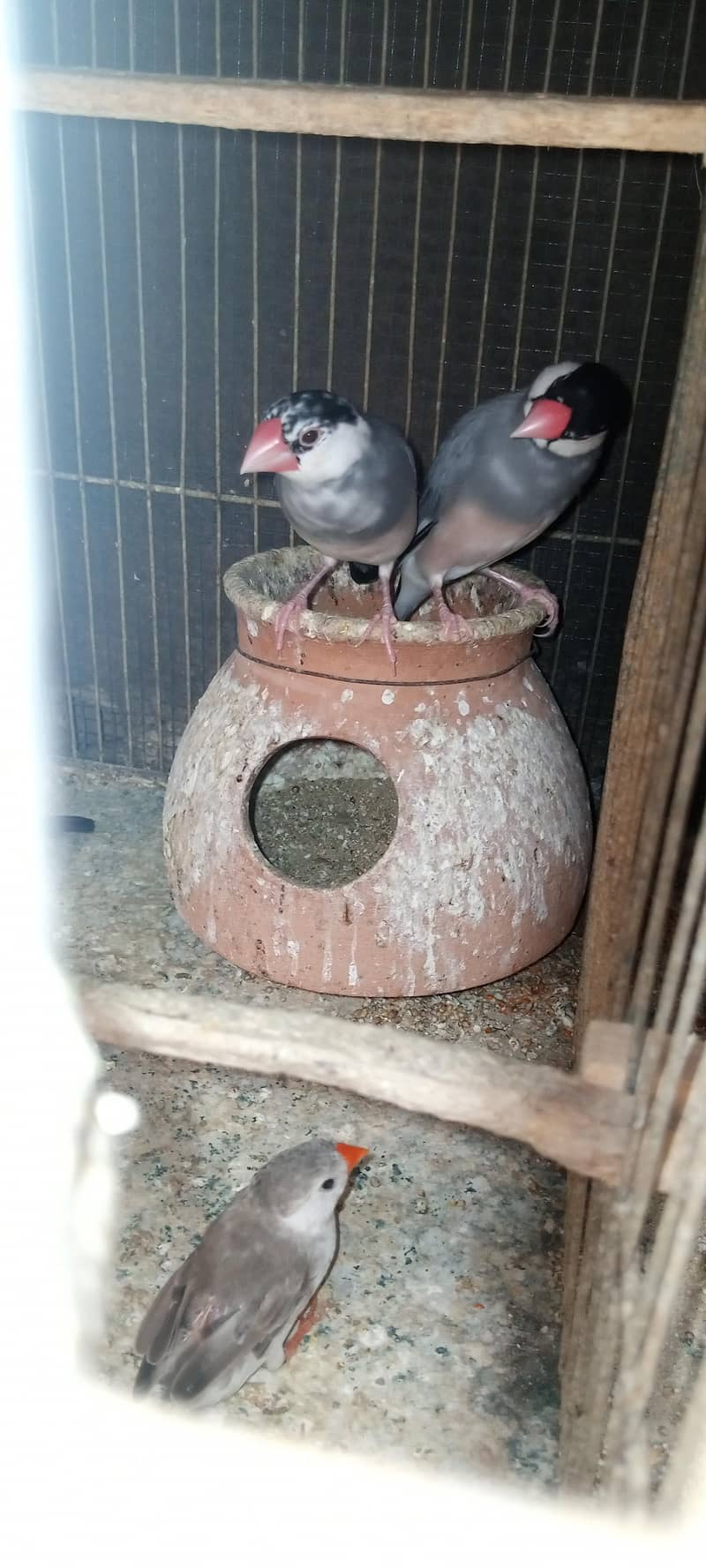 sliver java, grey java split white an silver breeder pair 1