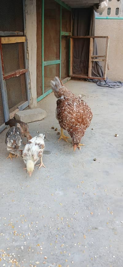 Assel Peshawari with 6 chicks