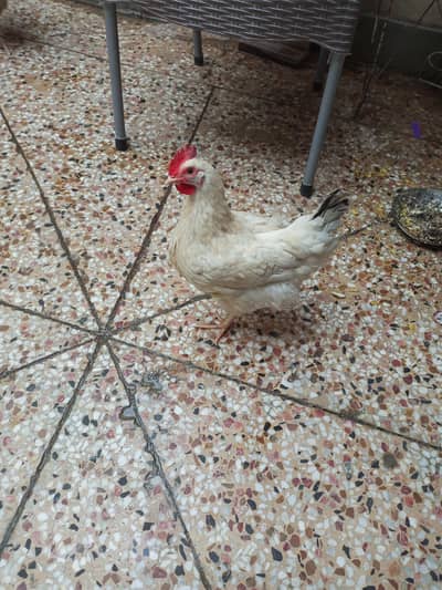 Golden misri white hen for sell