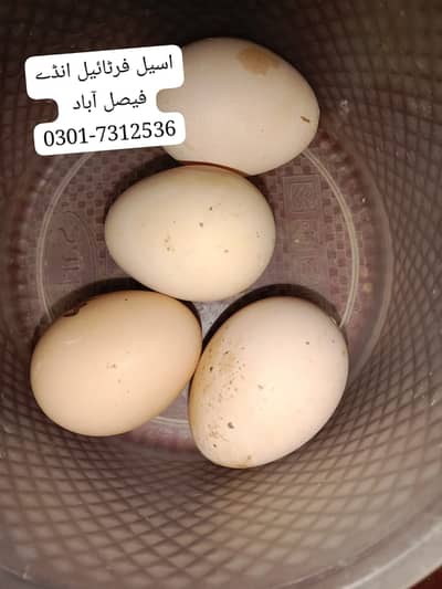 BREADER PAIR AND EGGS