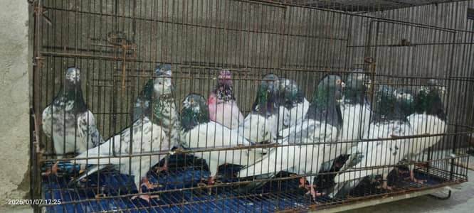 MONEY BACK GURANTED  8 PAIR TADDY 2  Pair Bataray