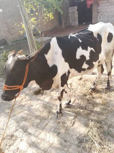 TAZI SOI BAHREE 10 DIN HUWA HAN SOI HA SATH BACHREE 03409392913 whatsa