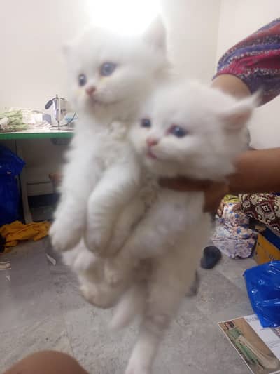 Pair of Fluffy Persian Kittens - 1 Month Old