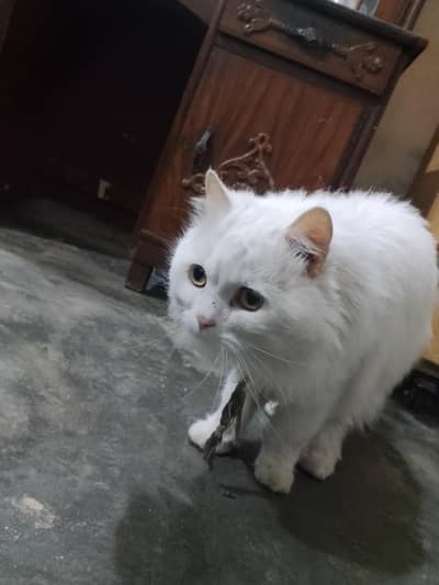 Cat Male ,,,for sale