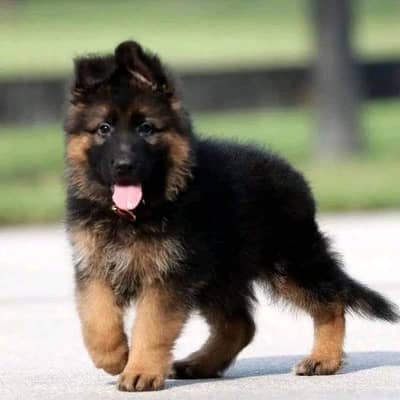 German Shepherd puppy | Long Coat puppies | Dog For Sale | GSD