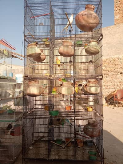 All Parrots Sale With Cage