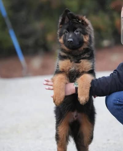 German Shepherd puppy | Long Coat puppies | Dog For Sale | GSD