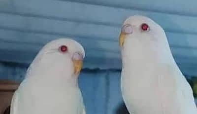 Albino Budgies,Euro Banglize & Fawn Java