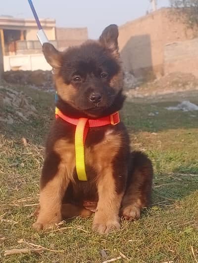 German Shepherd | black n tan Shepherd | gsd dog | puppy |puppies