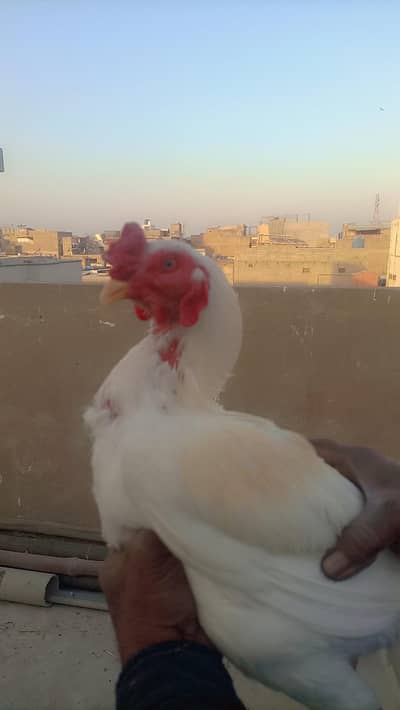 hera murgha home breed