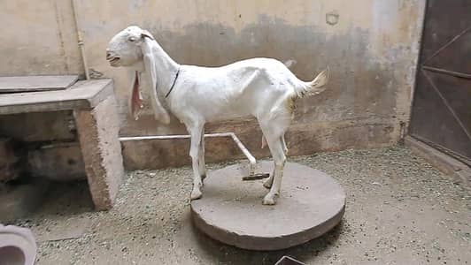 Pure Gulabi Bakri with Male Female Kids