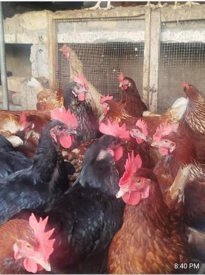 Lohman brown & black hens for sale