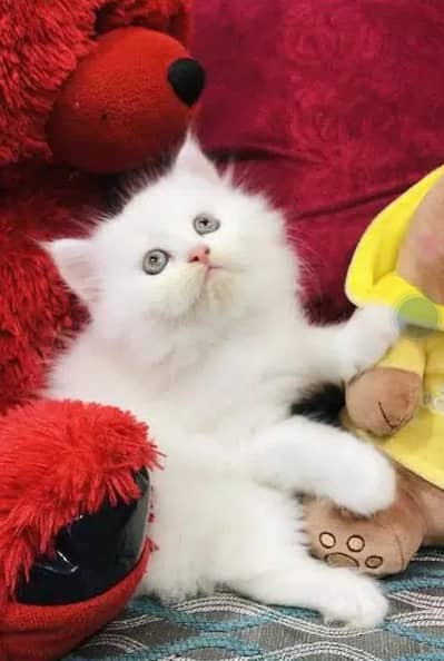 Persian  | Persian Cat | Punch Face Persian 0308=3636=156