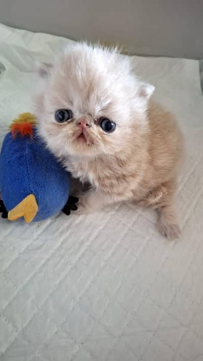 pure piki kittens for sale