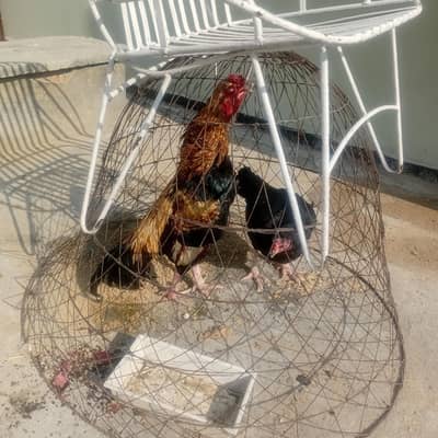 aseel miyanwali pair high quality