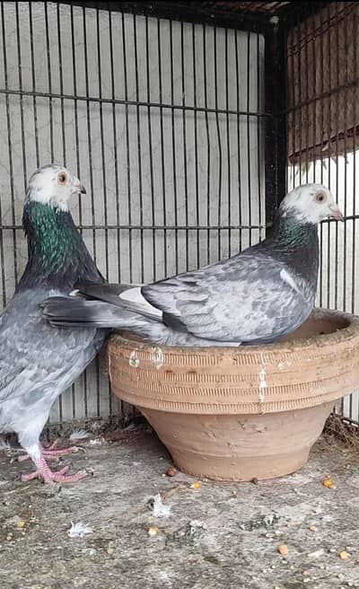 Grizzel Racer adult Ready for Breed Pair.