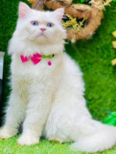 cats order now details k lia inbox kra