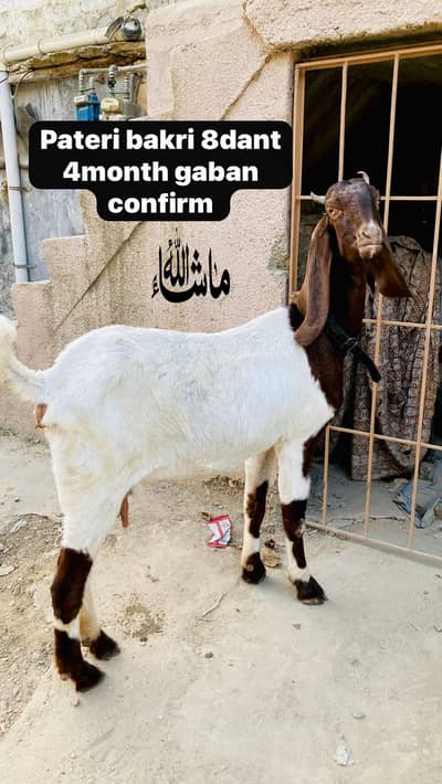 Pateri bakri 8dant 4month gaban confum