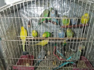 Budgies for sale