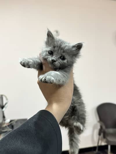 Persian cat For sale