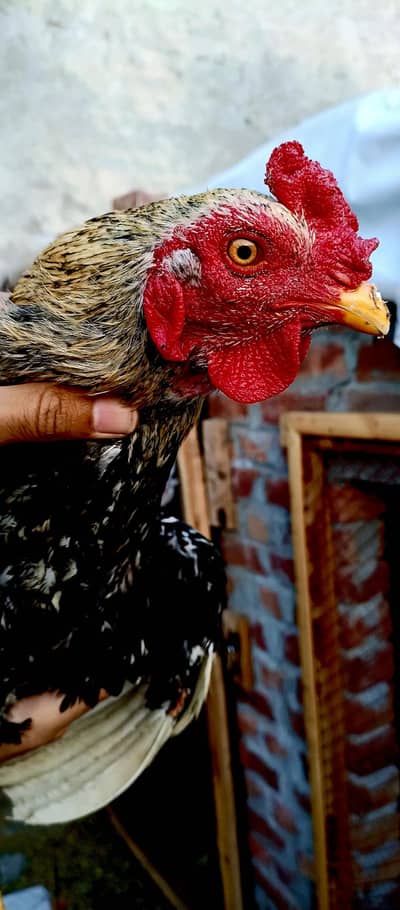 Aseel roasters available.