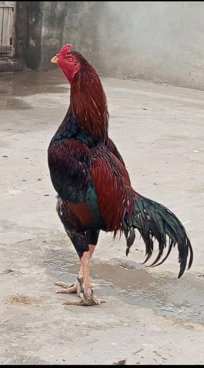 aseel Sindhi and mianwali for sal WhatsApp+923048315136