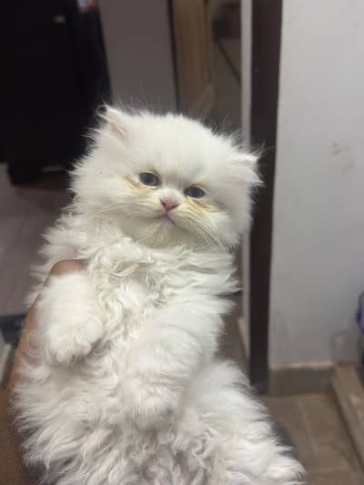 Persian kittens|triple Coated|Punch Face kittens |cute |white Cats