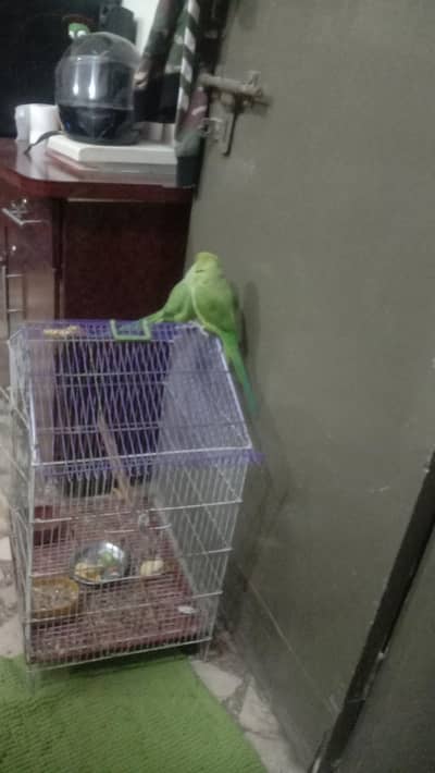 Kashmiri Parrots urgent sale due to shifting