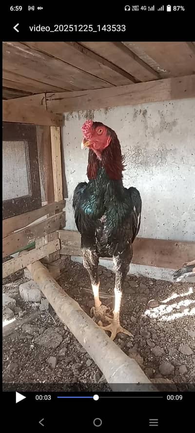 hen for sale
