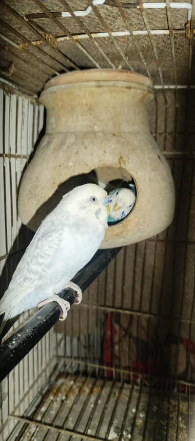 100% Breeder Pair Hai