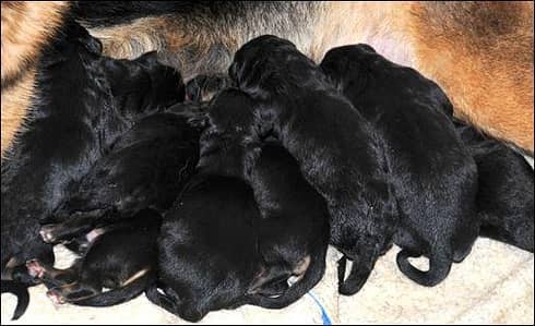 German Shepherd long coat Show line