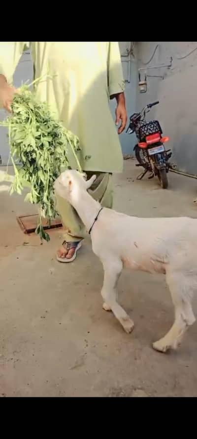 palai service available