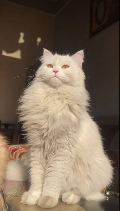 Persian cat for sale