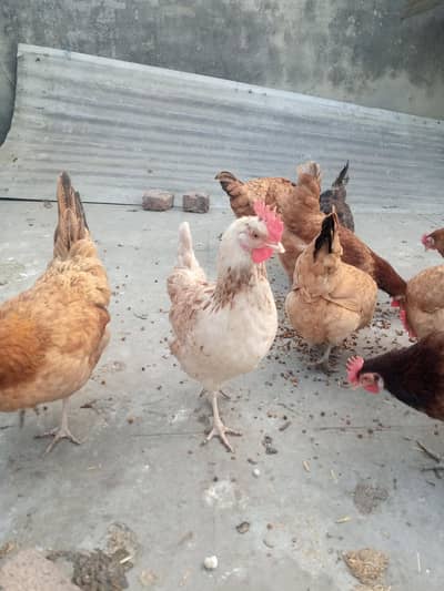 Golden Misri Dasi hens