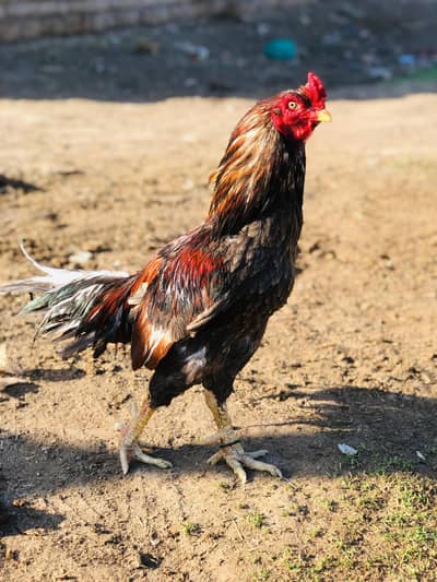 different aseel male available on reasonable price