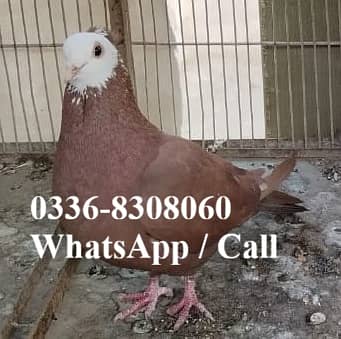 Jogiya Mukhi ganday dar Iron Cage