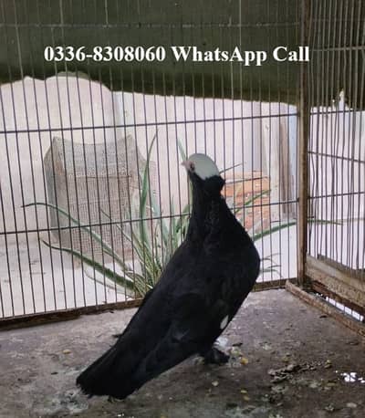 Mukhi gandaydar pegion Iron Cage