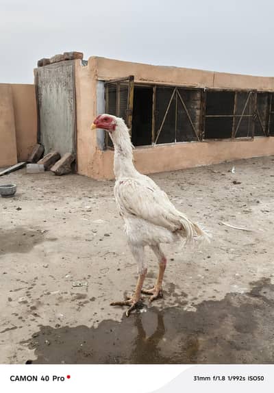 White O shamo patha for sale